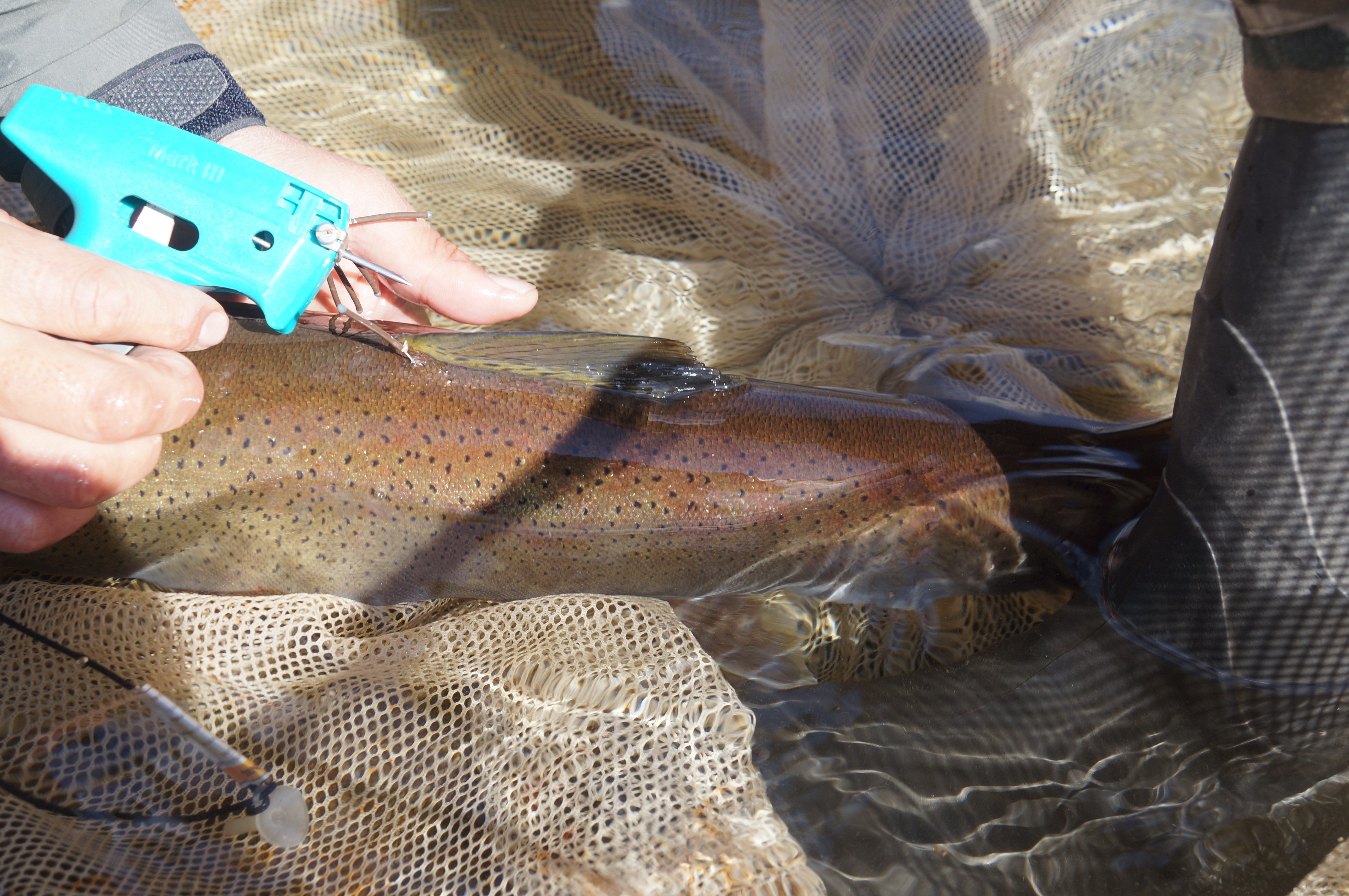 Telmen Fish Taimen fish population assessed in the Onon and Balj rivers | WWF