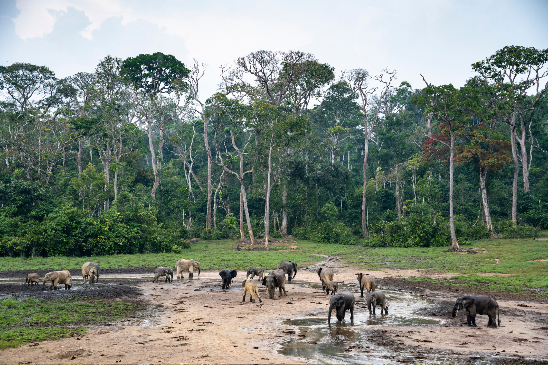 https://wwfint.awsassets.panda.org/img/original/forest-elephants-at-dzanga-bai--dzanga-sangha-protected-areas--central-african-republ.png