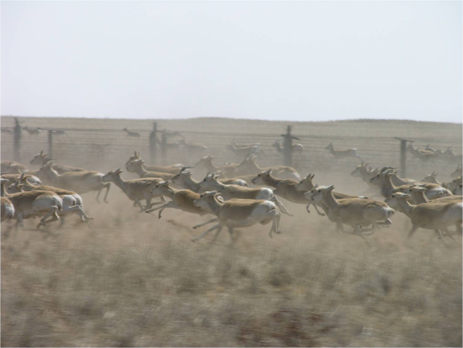 National standard on construction of wildlife crossings along roads and ...