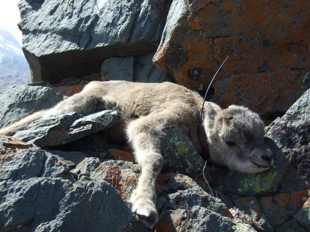 Аргалийн хурганд радио дохиолол бүхий хүзүүвч зүүлээ | WWF