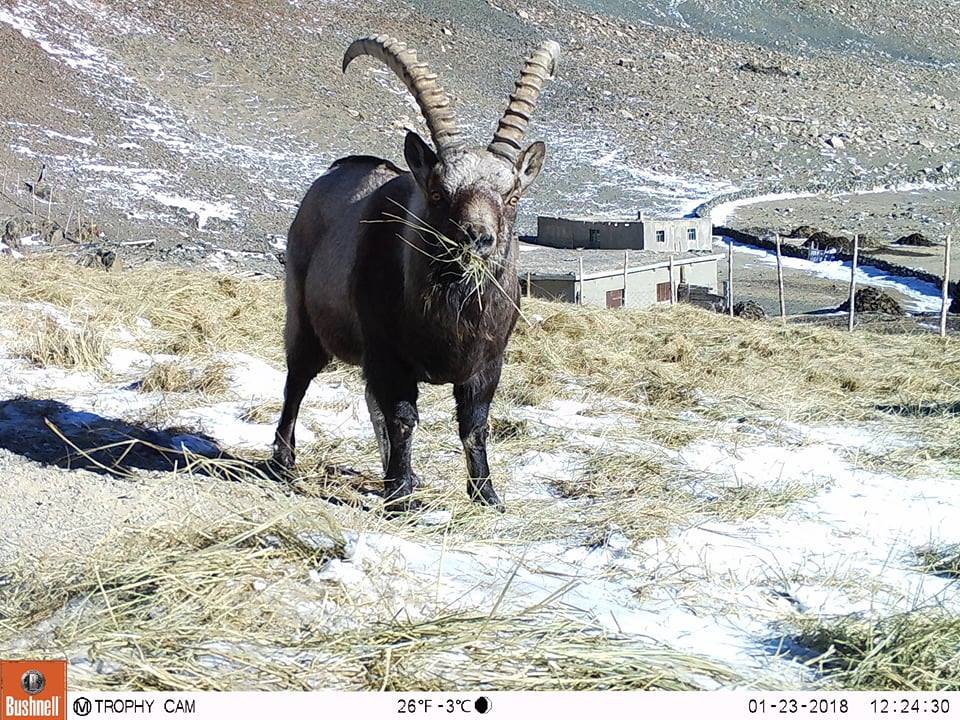 Тавьсан өвсийг янгир идэж эхэллээ | WWF