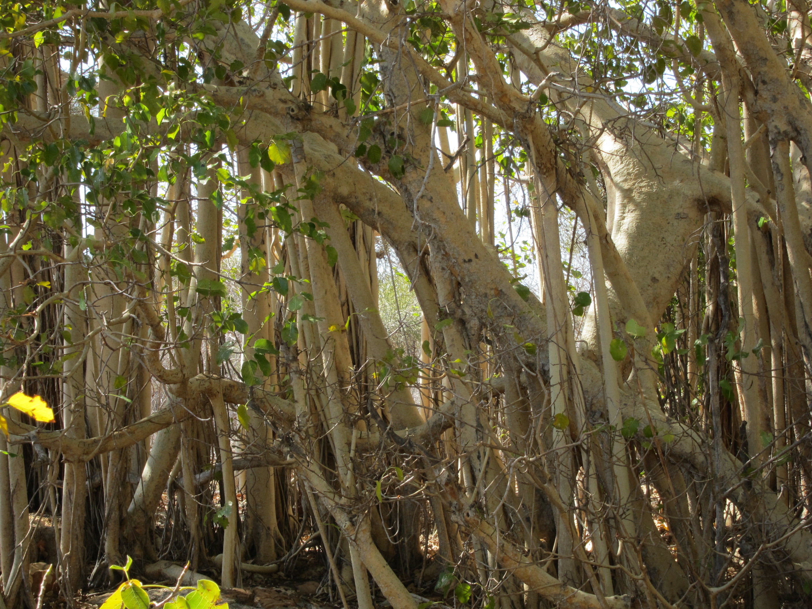 International year of biodiversity "destruction of natural habitats