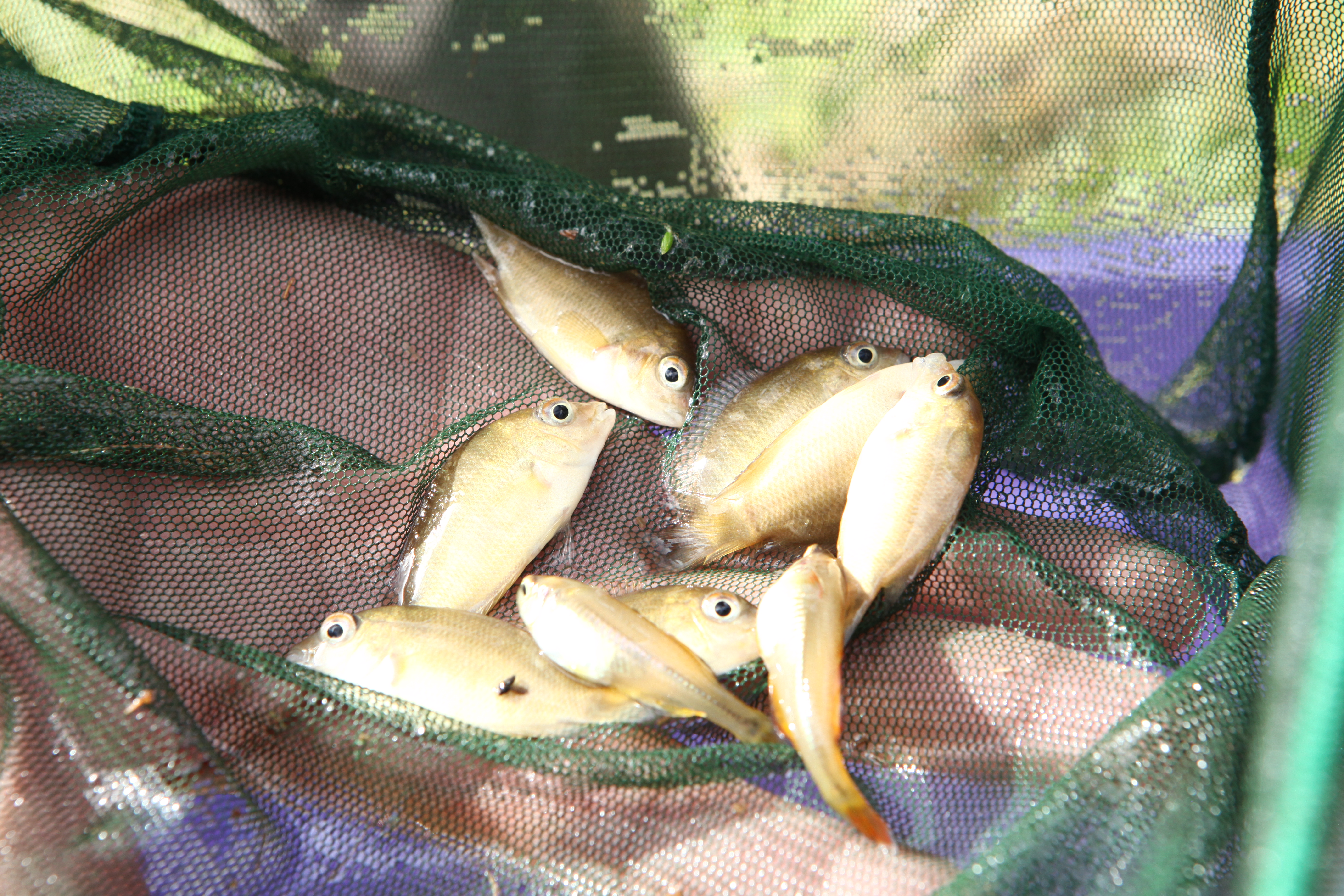 Wfn Fish Farm Fish farming, a new income-generating activity in the Northern ...