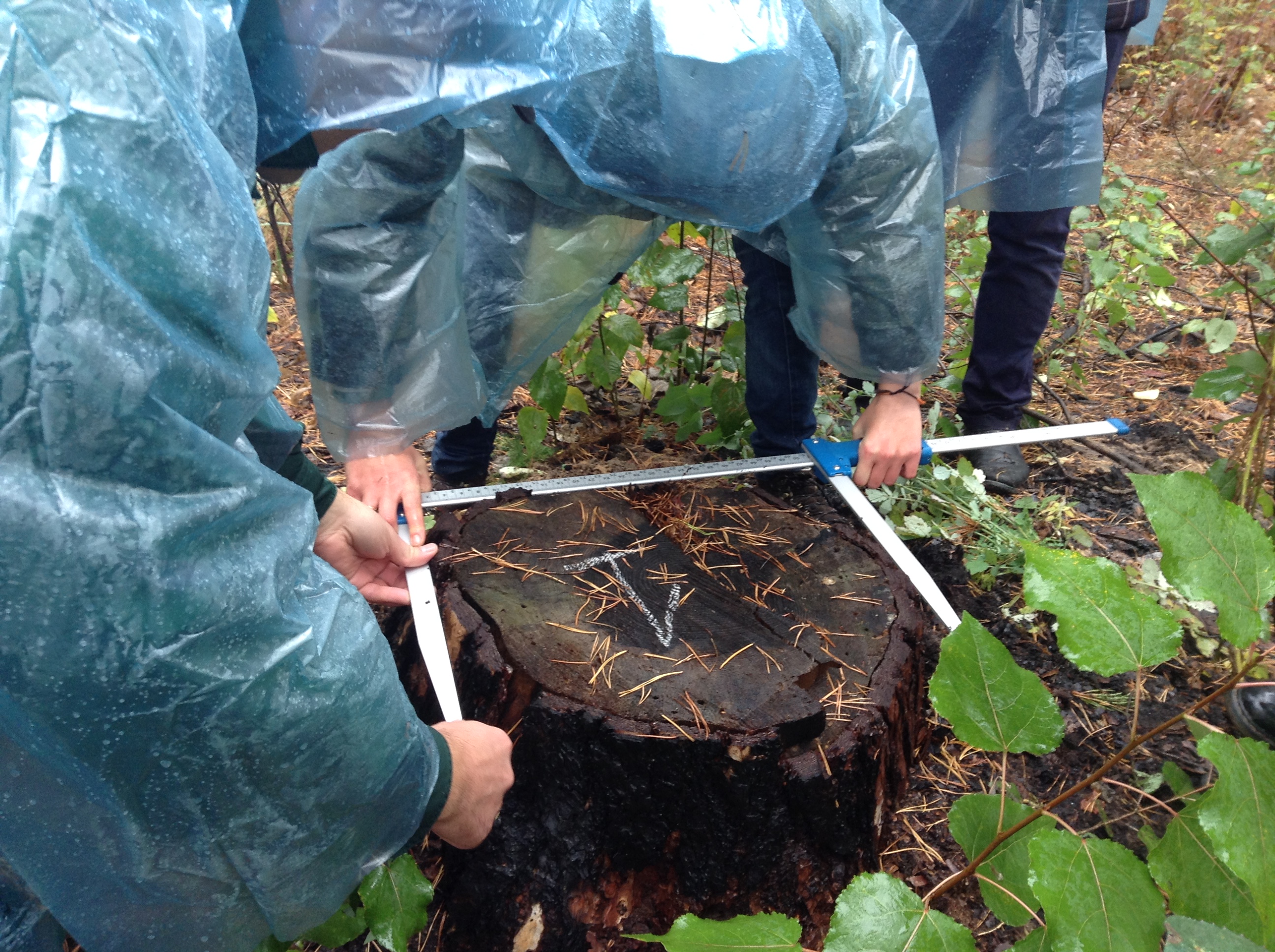 volunteer forest watch