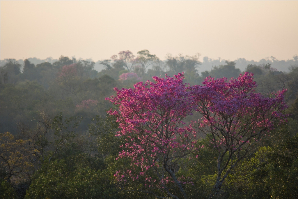 Expansión de agricultura deja en "mínimos" los bosques de Paraguay ...
