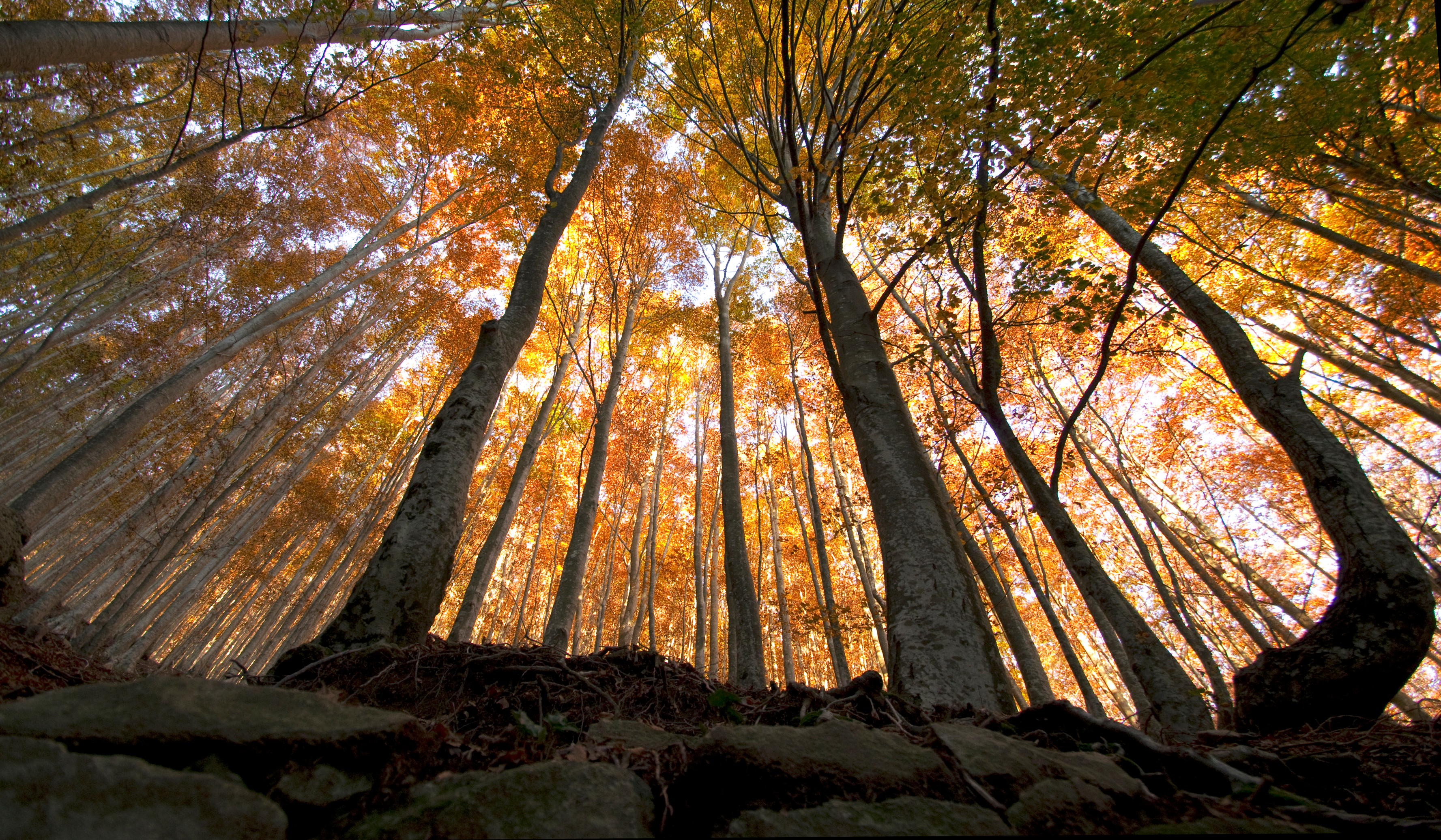 Restoring nature in the EU | WWF