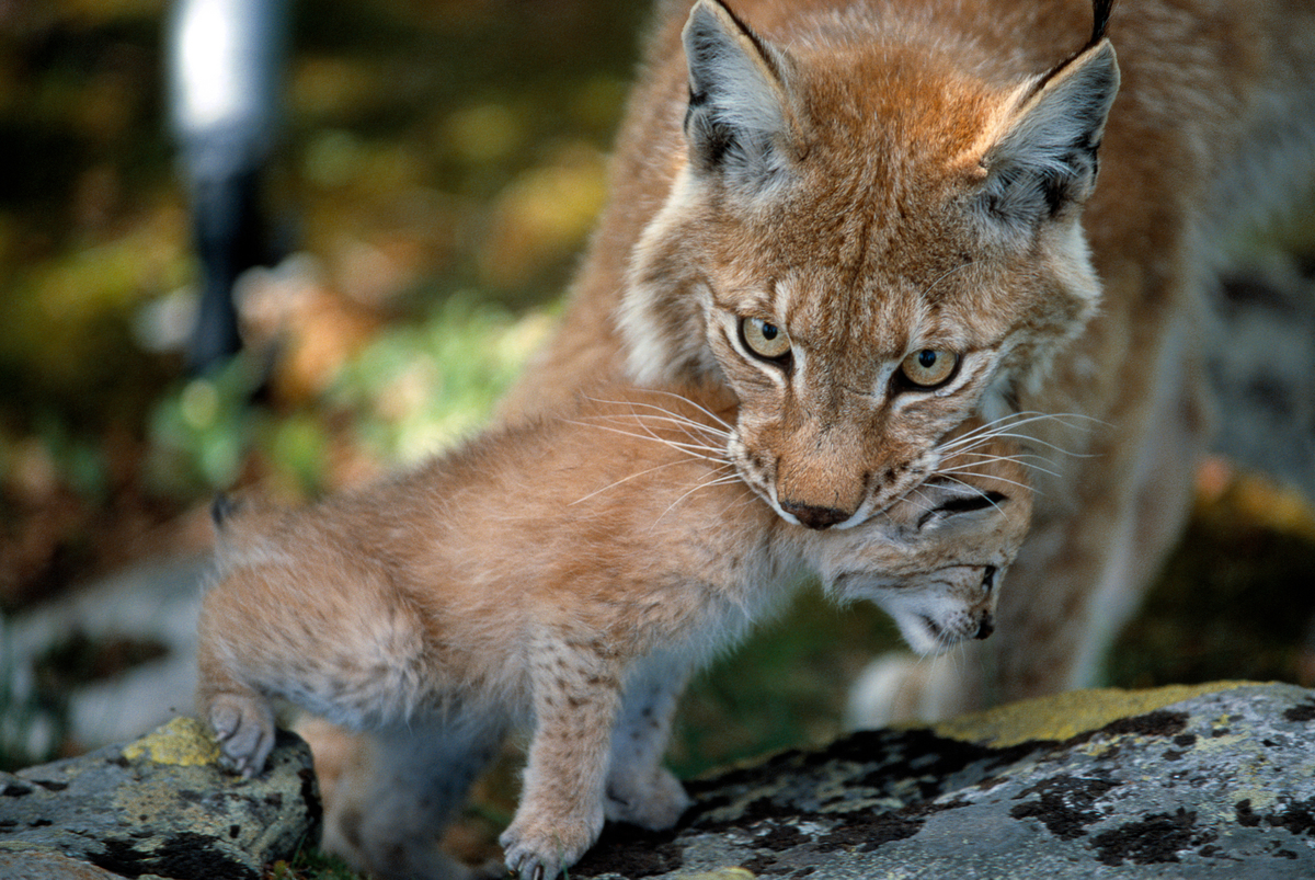 Побачили в неволі ведмедя, рись або інші червонокнижні види? | WWF