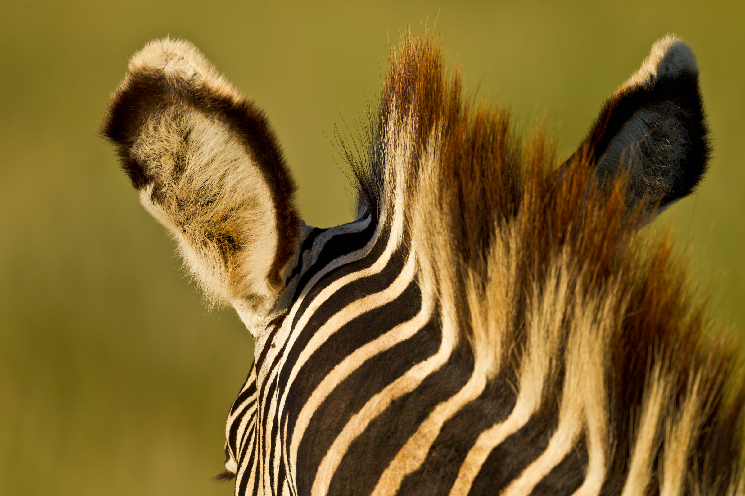 Are Vulnerable Lions Eating Endangered Zebras? WWF