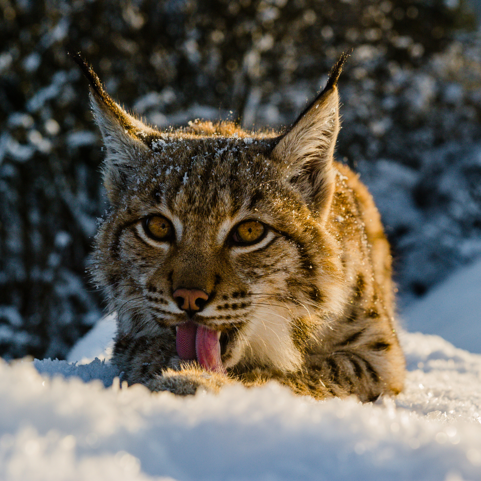 В Україні стартувала перша кампанія WWF на підтримку рисі | WWF