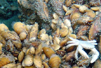 Crab and mussels living on the Menez Gwen hydrothermal vent, Atlantic Ocean.