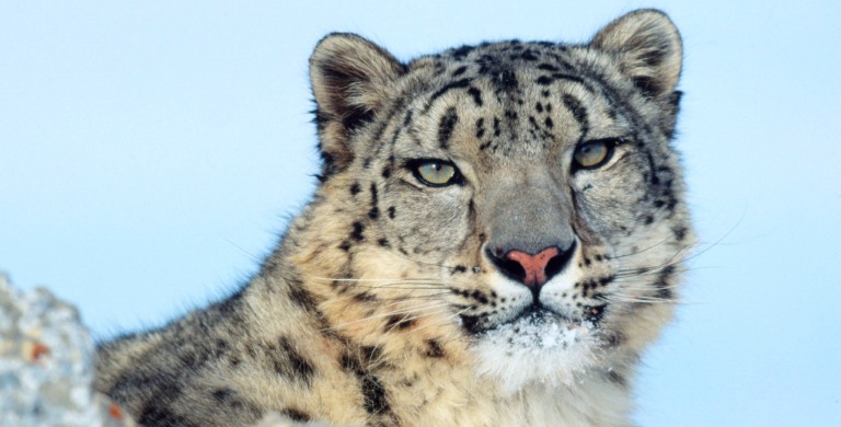 Protecting the Enemy: How a Nepalese herder became the snow leopard’s