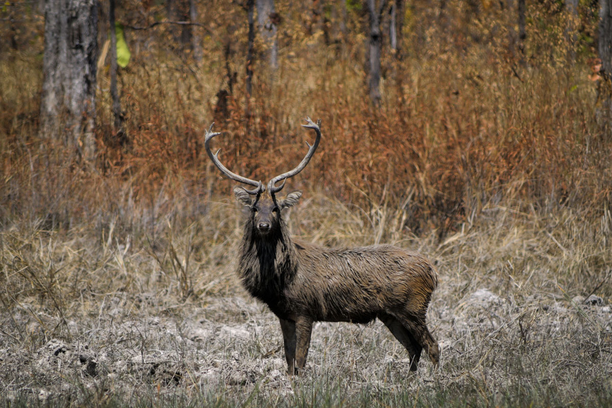 Stronger law enforcement needed to protect Cambodia's wildlife WWF