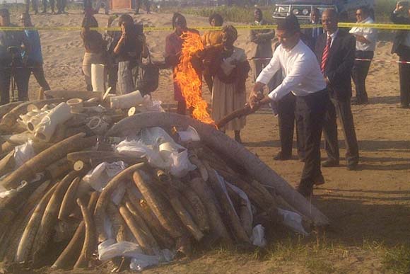 Evidence goes up in smoke in Mozambique | WWF