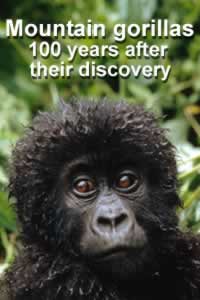 A century of survival for the mountain gorilla | WWF