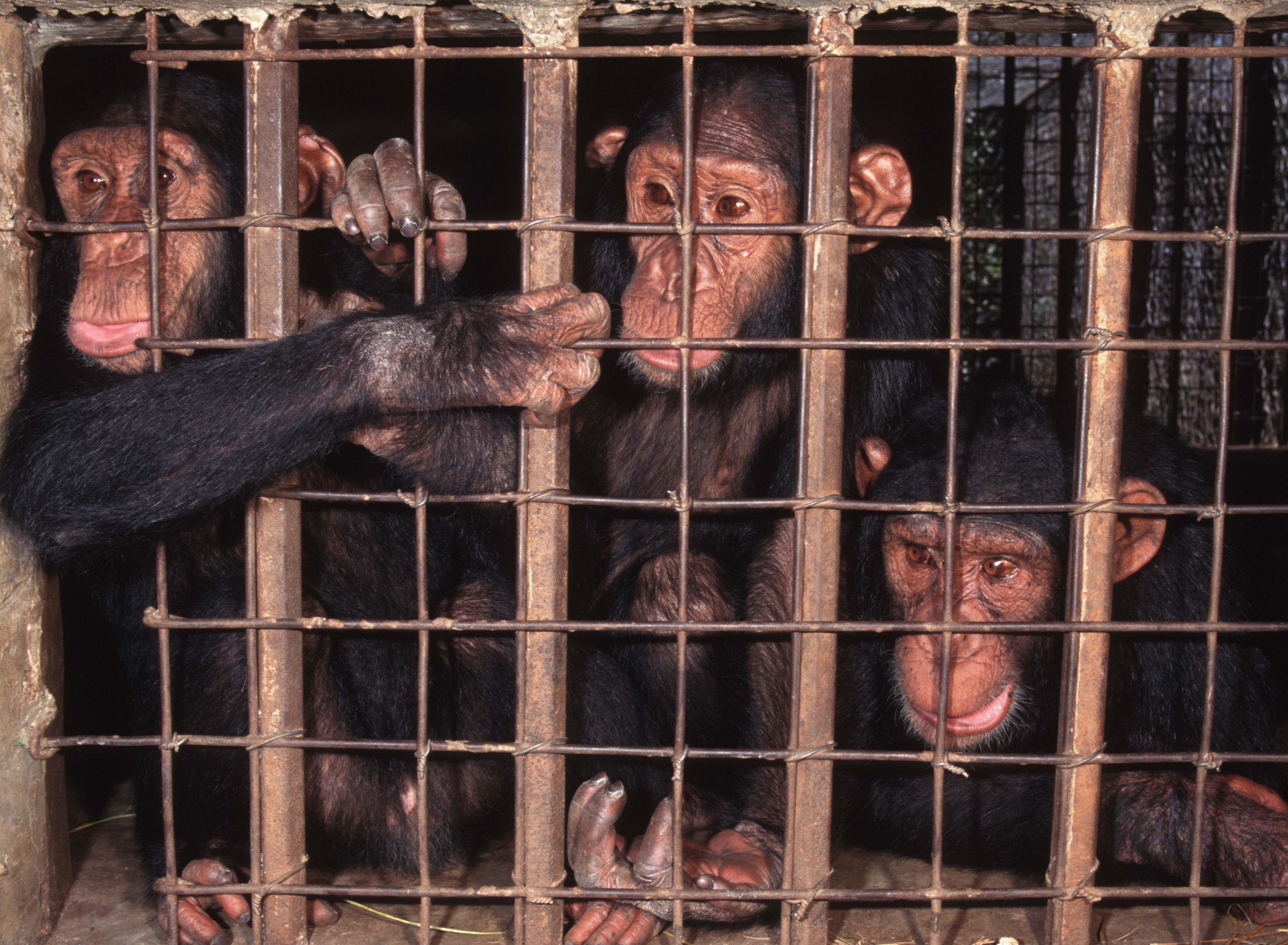 Wild Animals Risk Health & conservation leaders issue joint call to shut down high-risk ...