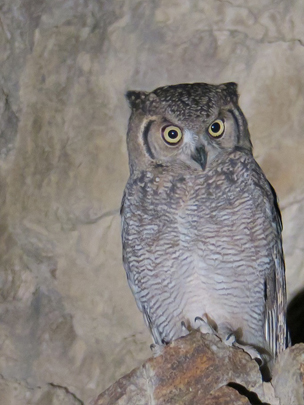 EWS-WWF Discovers First Arabian Eagle-Owl in UAE | WWF
