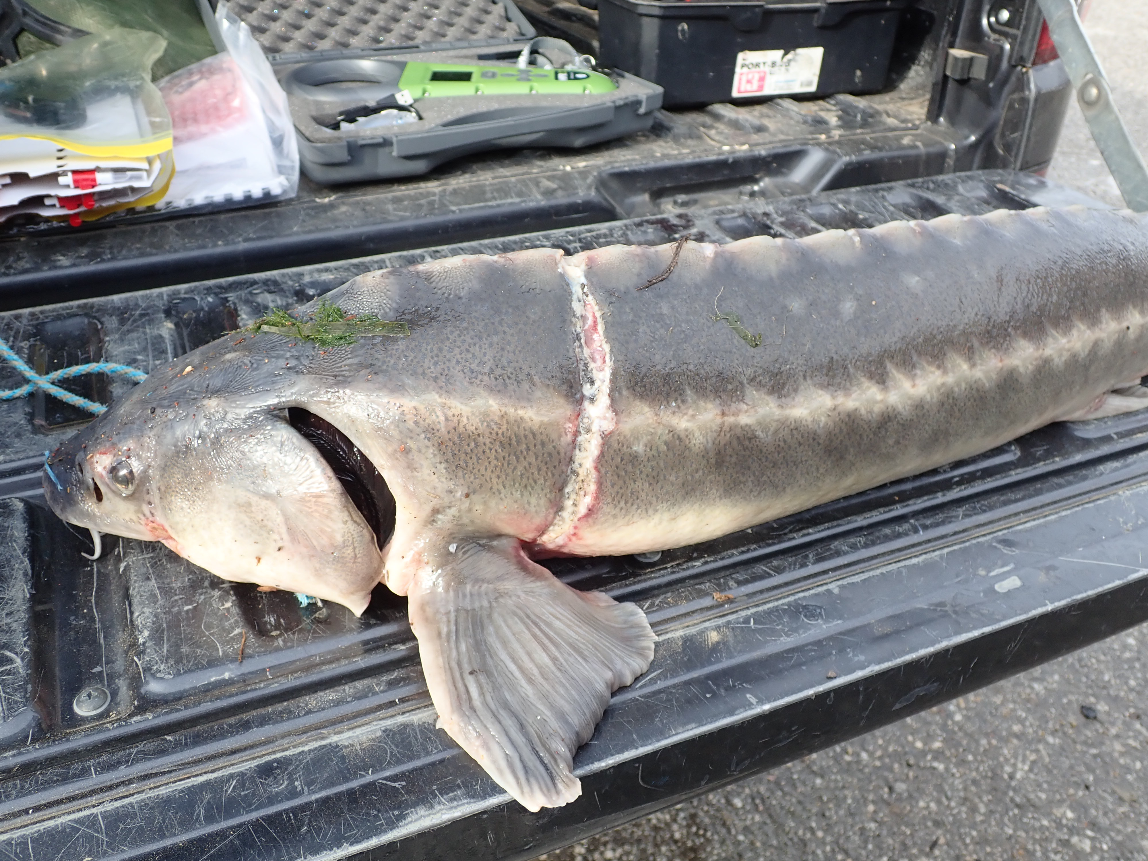 Sturgeon Found Dead on Poacher’s Hooks in the Danube, May Have Been