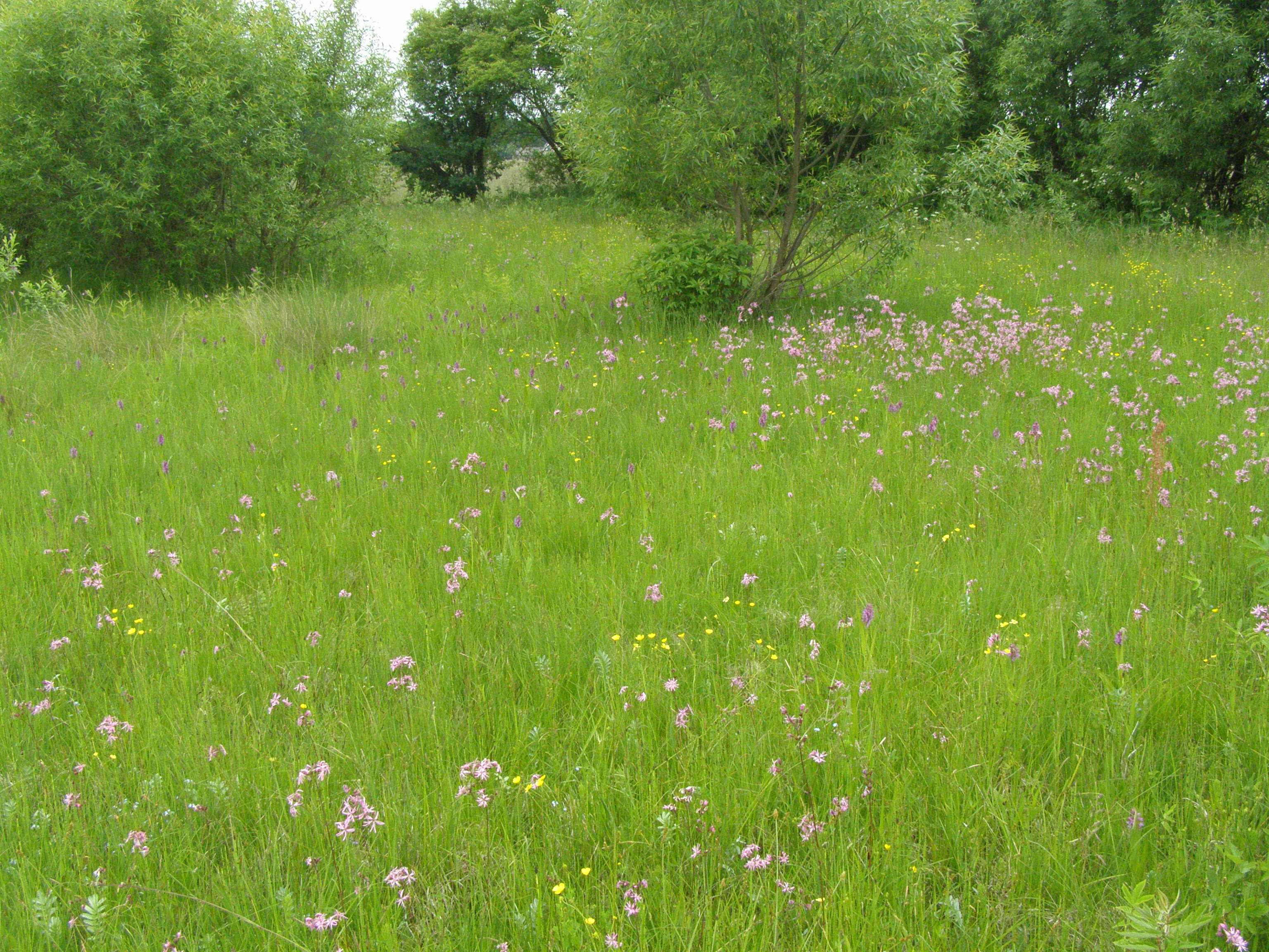 Обліки орхідей в національному природному парку «Пирятинський» | WWF