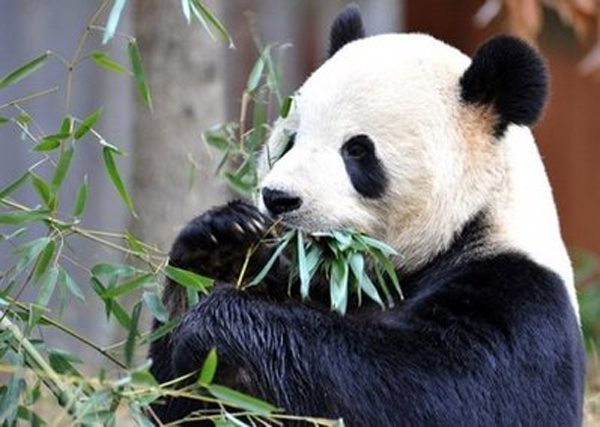Japan rolls out red carpet for 2 pandas from China | WWF