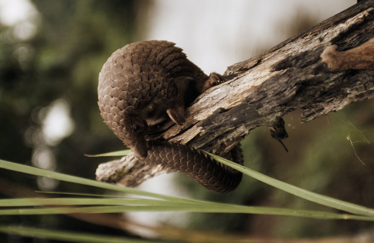 Los Pangolines triunfan en la cumbre de CITES WWF