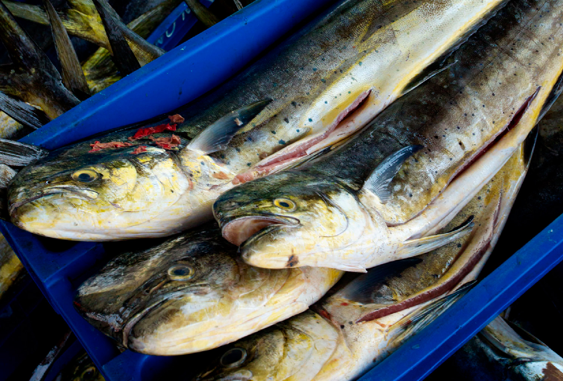 Mahi mahi how to benefit from a resource without depleting it WWF