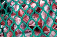 Save Red Fish World Ocean Day: Save fisheries, reduce poverty | WWF
