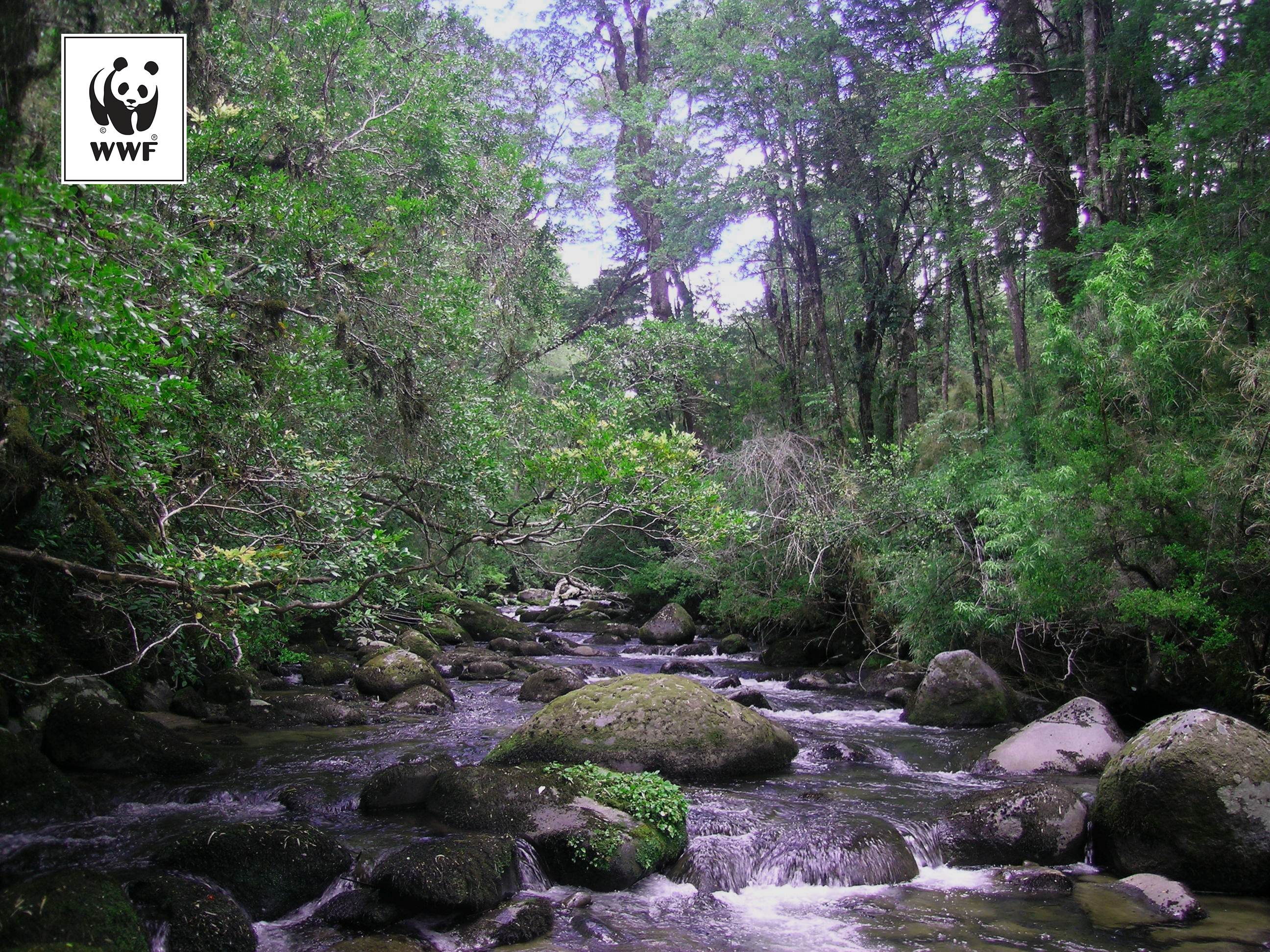 Organizaciones de la sociedad civil y empresas lanzan Diálogo Forestal