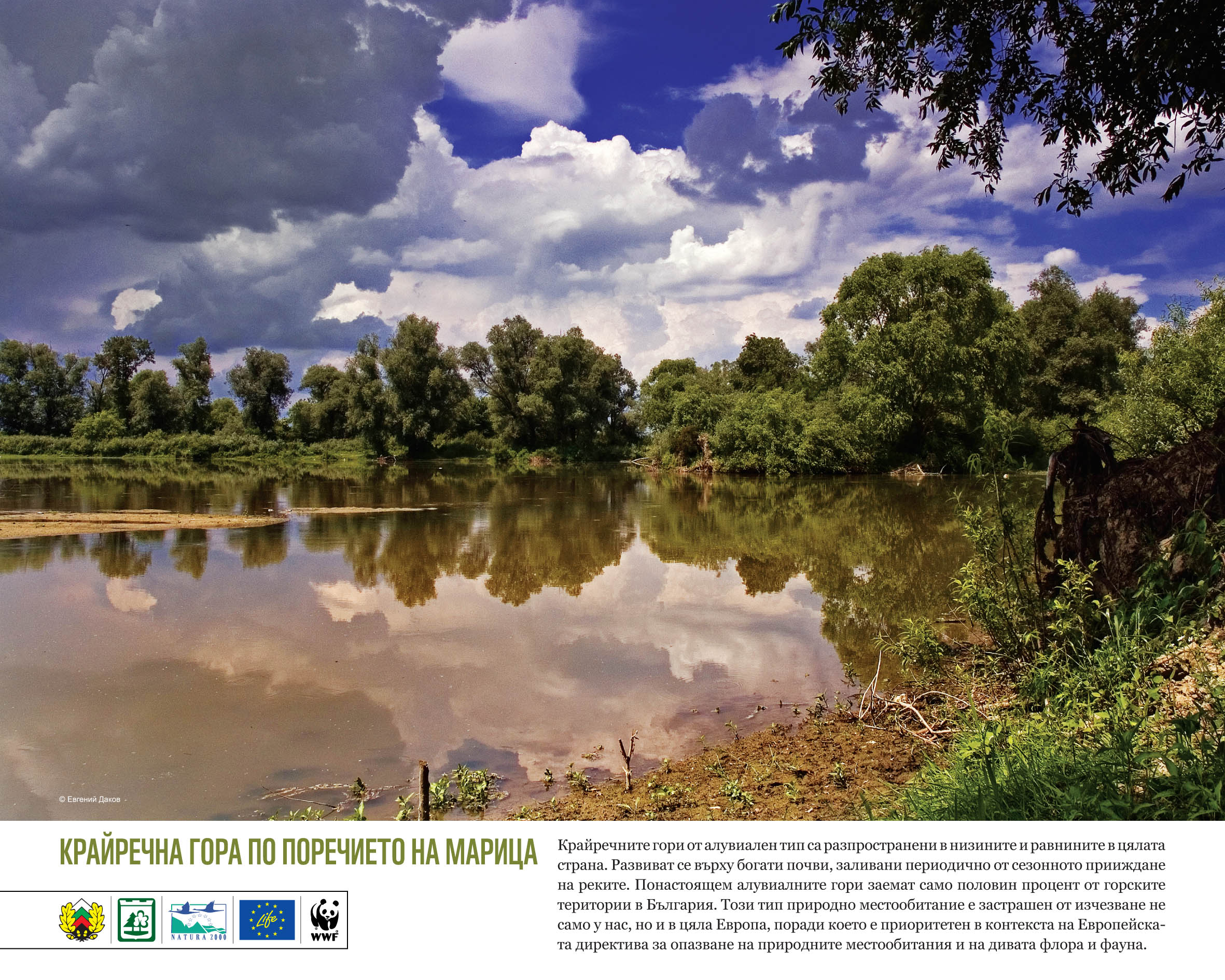 Protecting Our Forests: The Work Of Tori Page At Wwf - dnpk19j