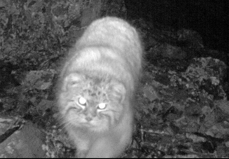 Never before seen Russian snow leopards caught on camera WWF