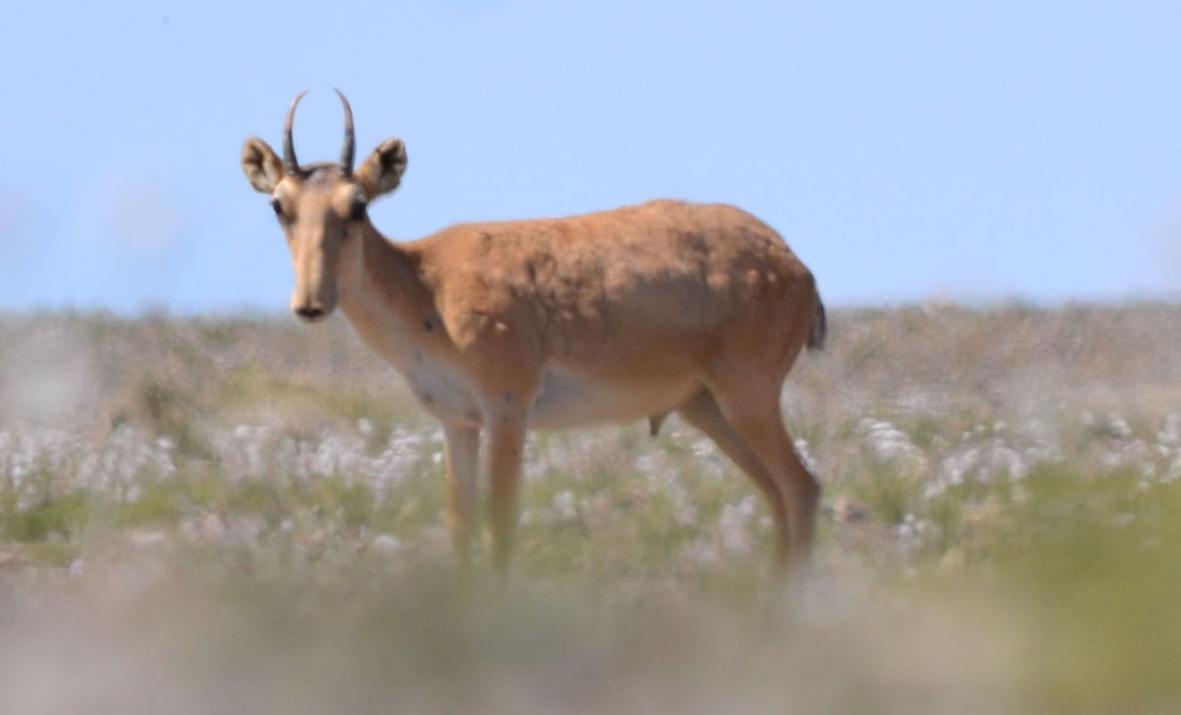 Монгол бөхөн азтай,бас азгүй амьтан | WWF