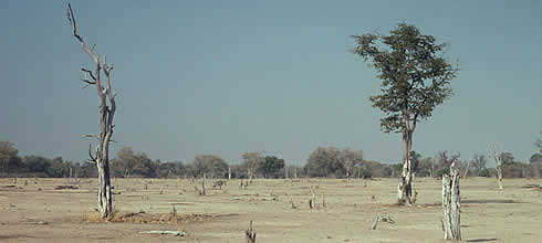 Africa for Africa: the Miombo Woodlands | WWF