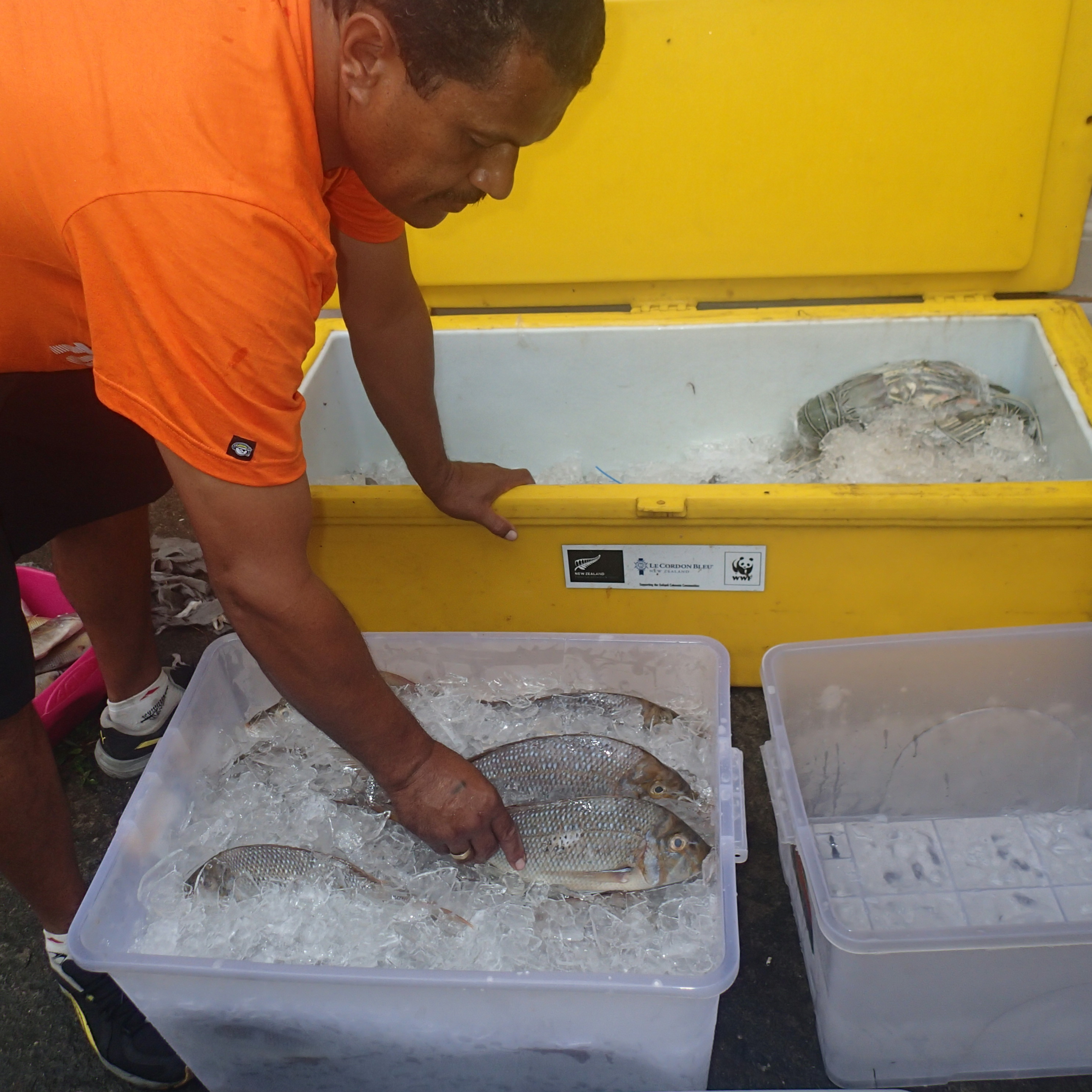 Ice an important element in proper postharvest seafood handling WWF
