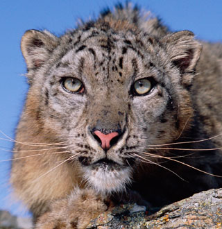 Don't count on higher snow leopard numbers, it's the threats that are