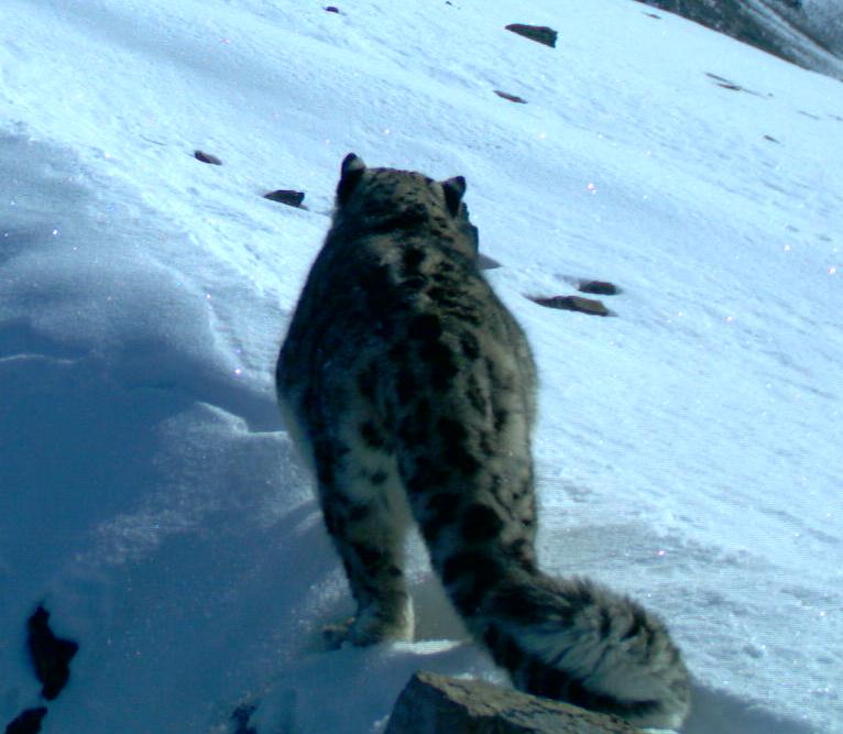 Never before seen Russian snow leopards caught on camera | WWF