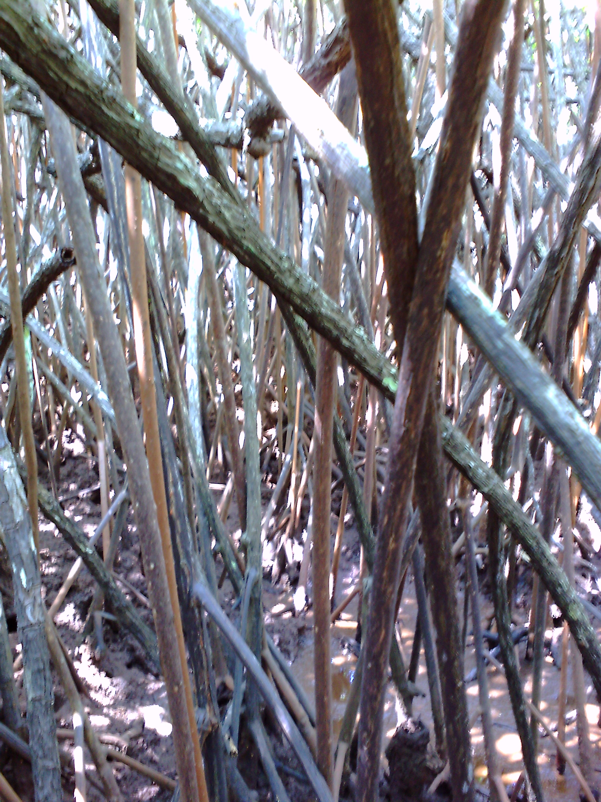 Tangles Prop Roots Field Blog: Mangrove survey of the Ba delta | WWF