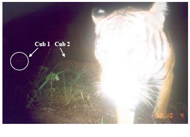 Tiger population captured in film | WWF