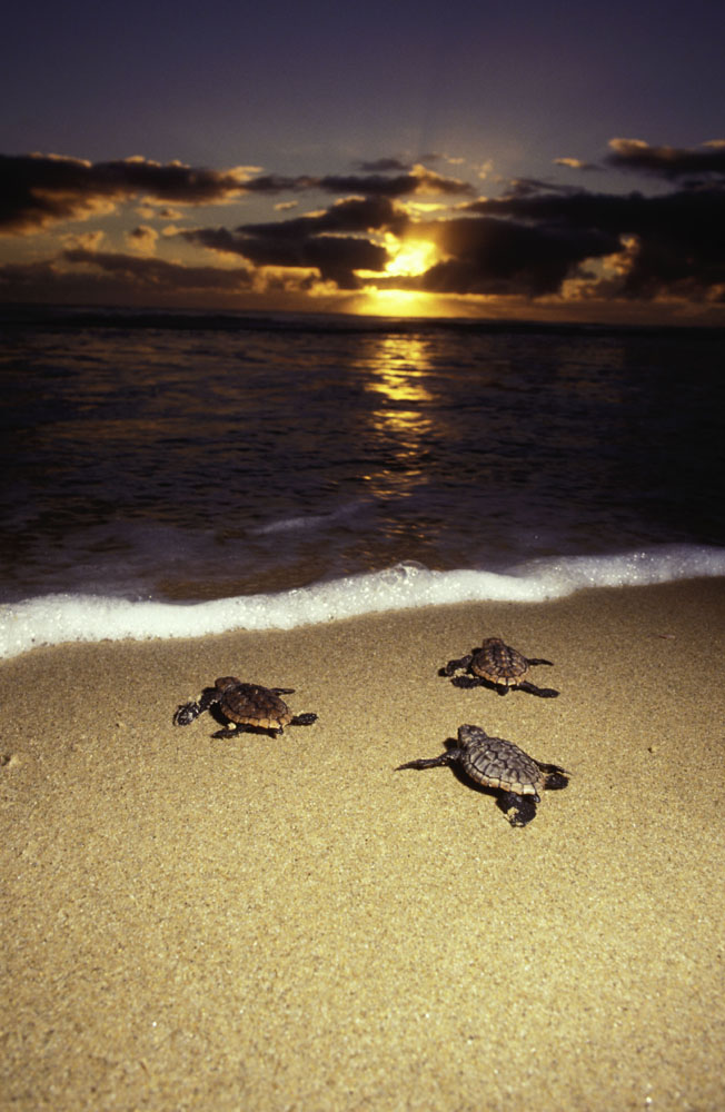26.232 more hectares for the conservation of Colombian marine areas and ...