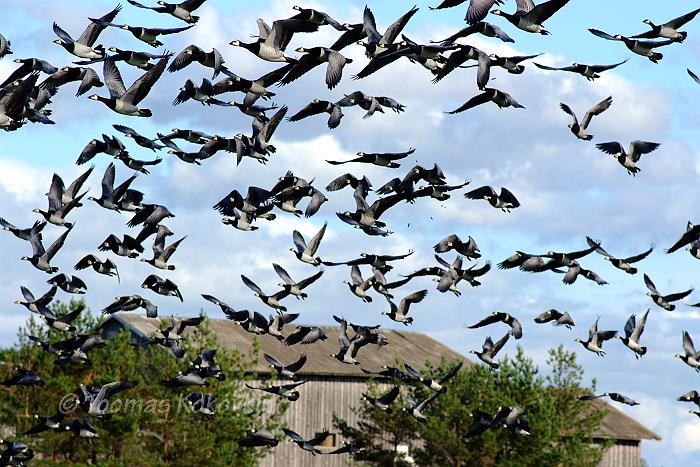 Cinema and Nature on the Menu in Estonia | WWF