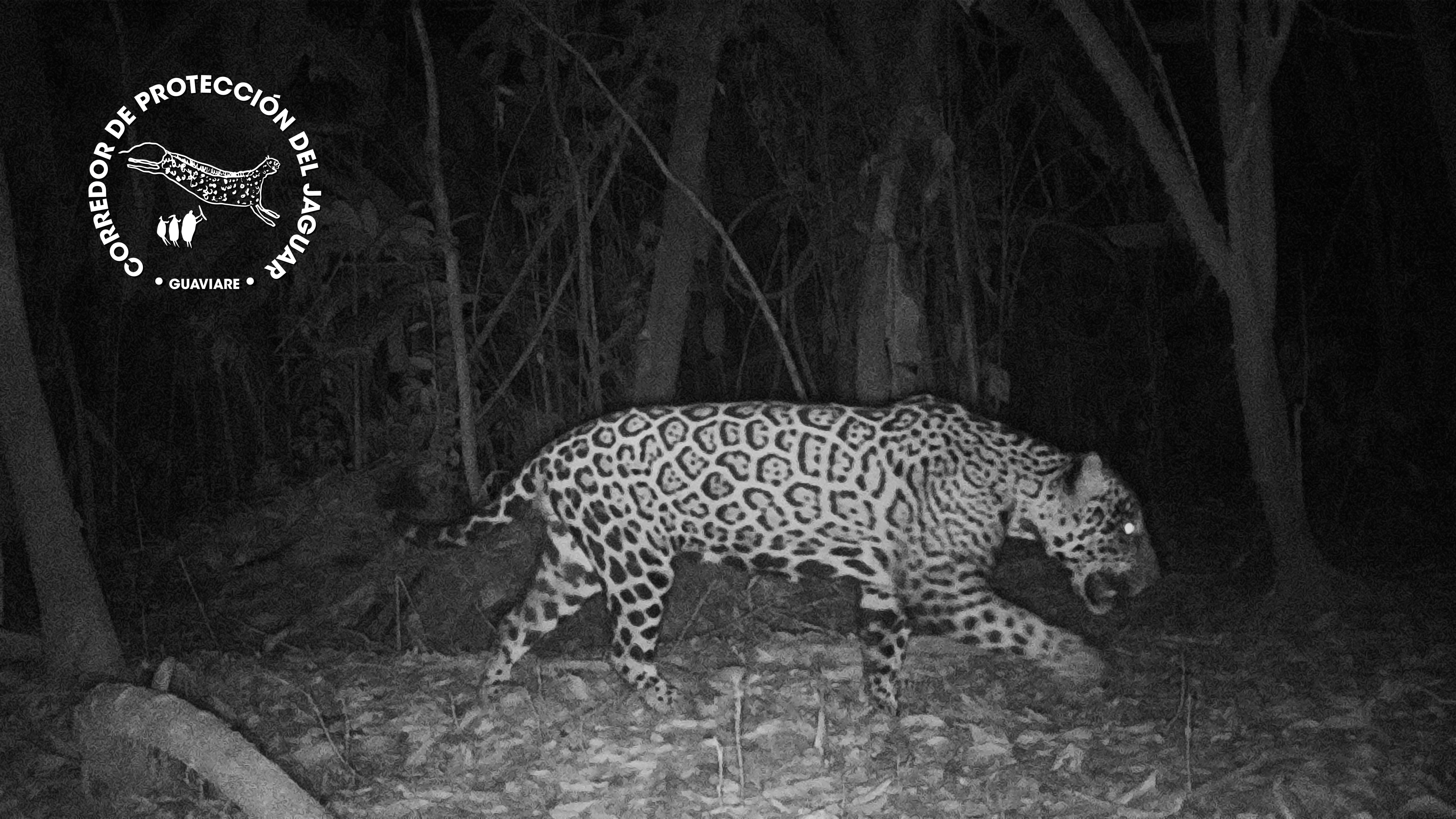 Five Years Following the Jaguar in the Amazon: What No One Told