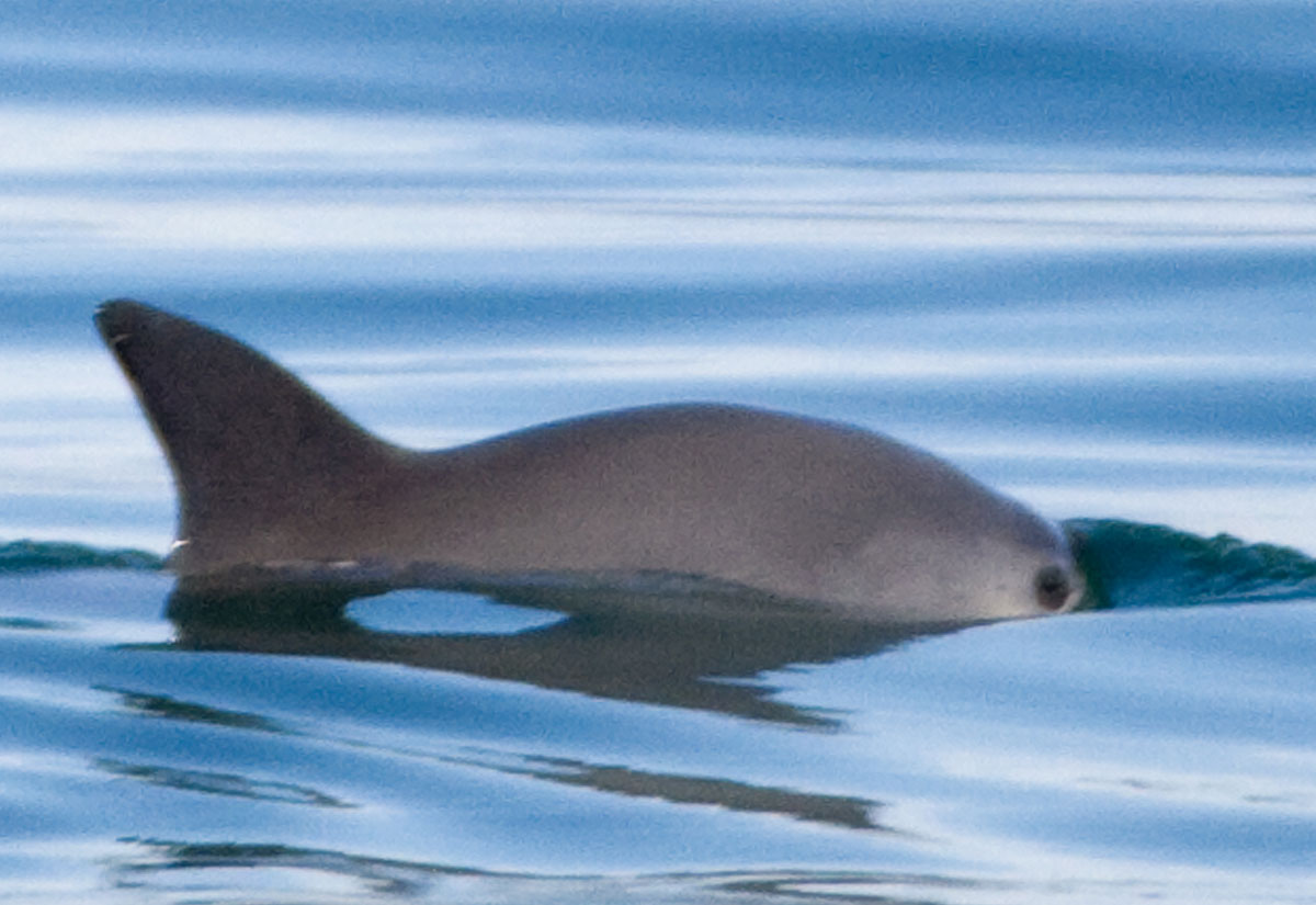 Foto: Vaquita (Phocoena sinus)