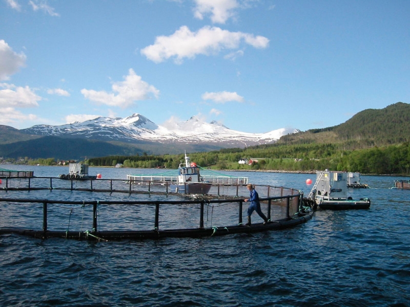 Asc Salmon Available In Key Japanese Market Wwf