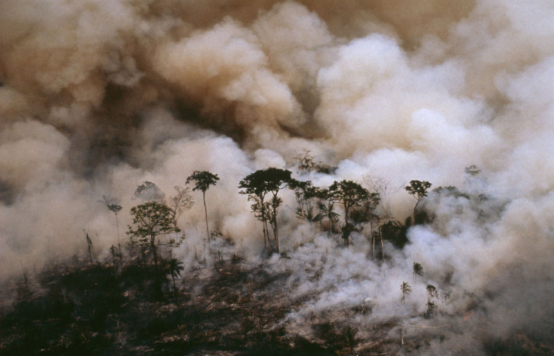 World calls for full veto of Forest Code reform to save the Amazon | WWF