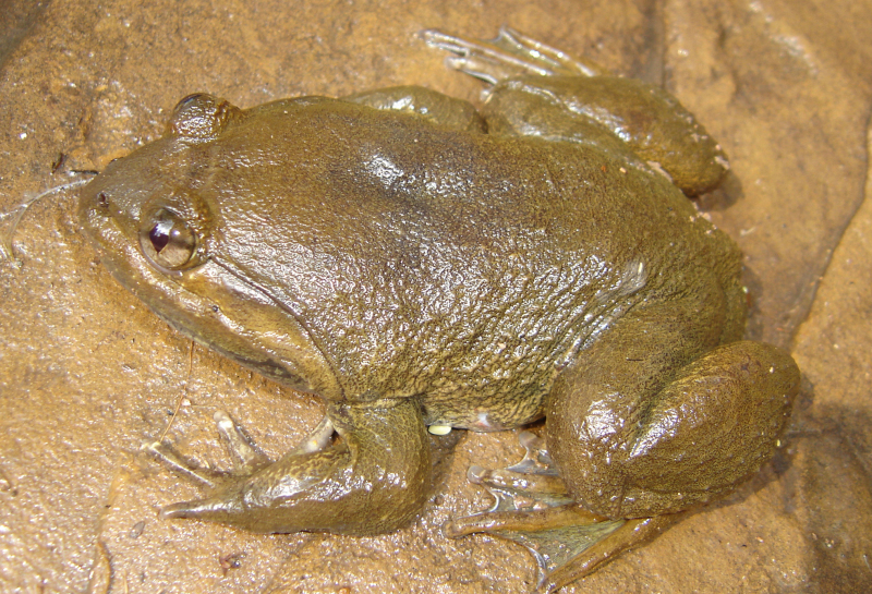 Khorat big-mouthed frog (<i>Limnonectes megastomias</i>)