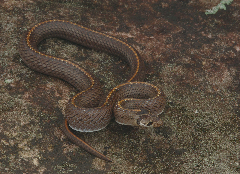 This new half-metre-long snake (Oligodon deuvei), which has so far been recorded in southern Vietnam, Vientiane and its vicinity in Lao PDR, and Pursat Province in Cambodia. This is one of the new species discovered in the Greater Mekong region in 2008.