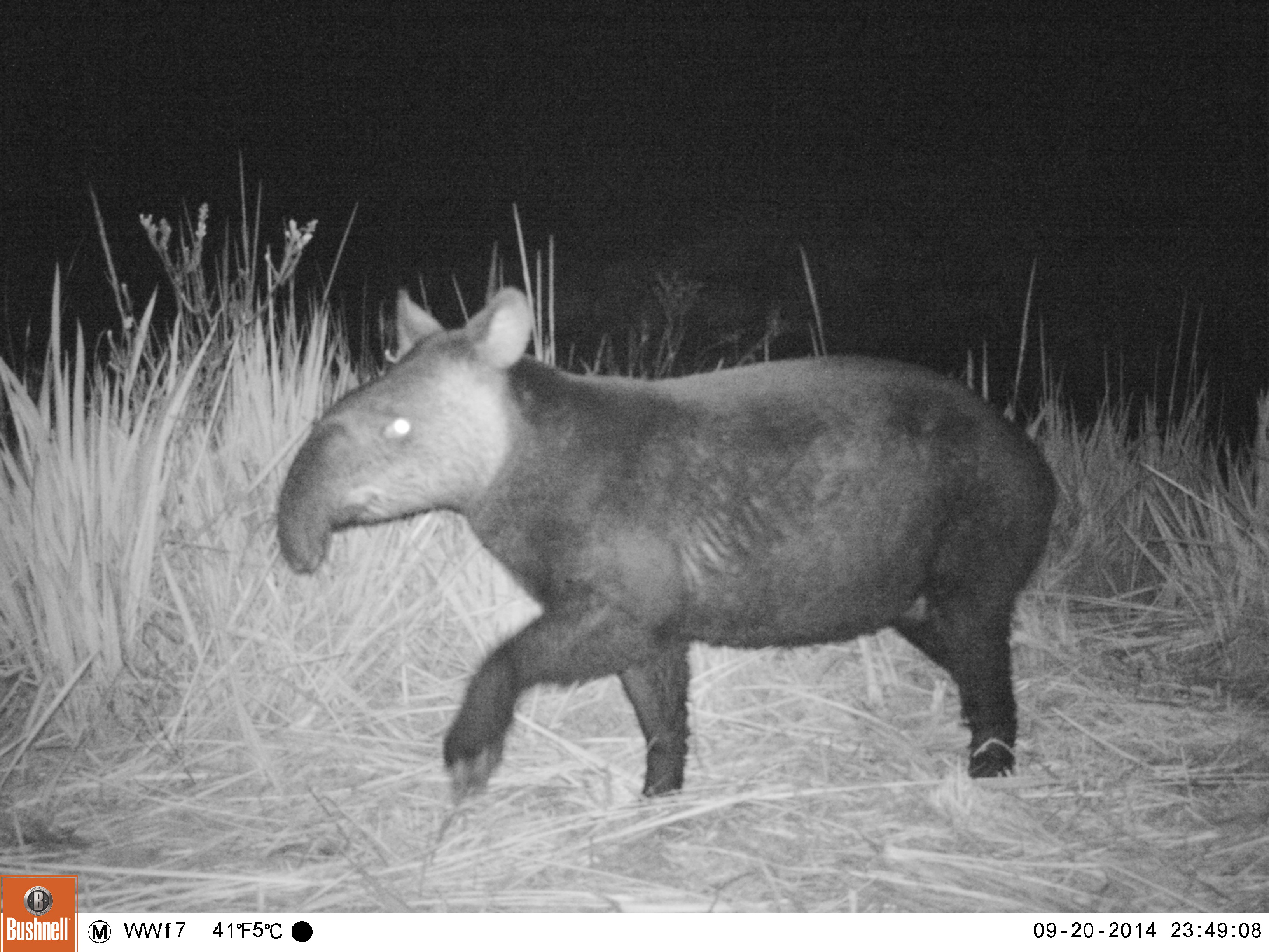 Tabaconas Namballe, un refugio de vida para especies únicas por