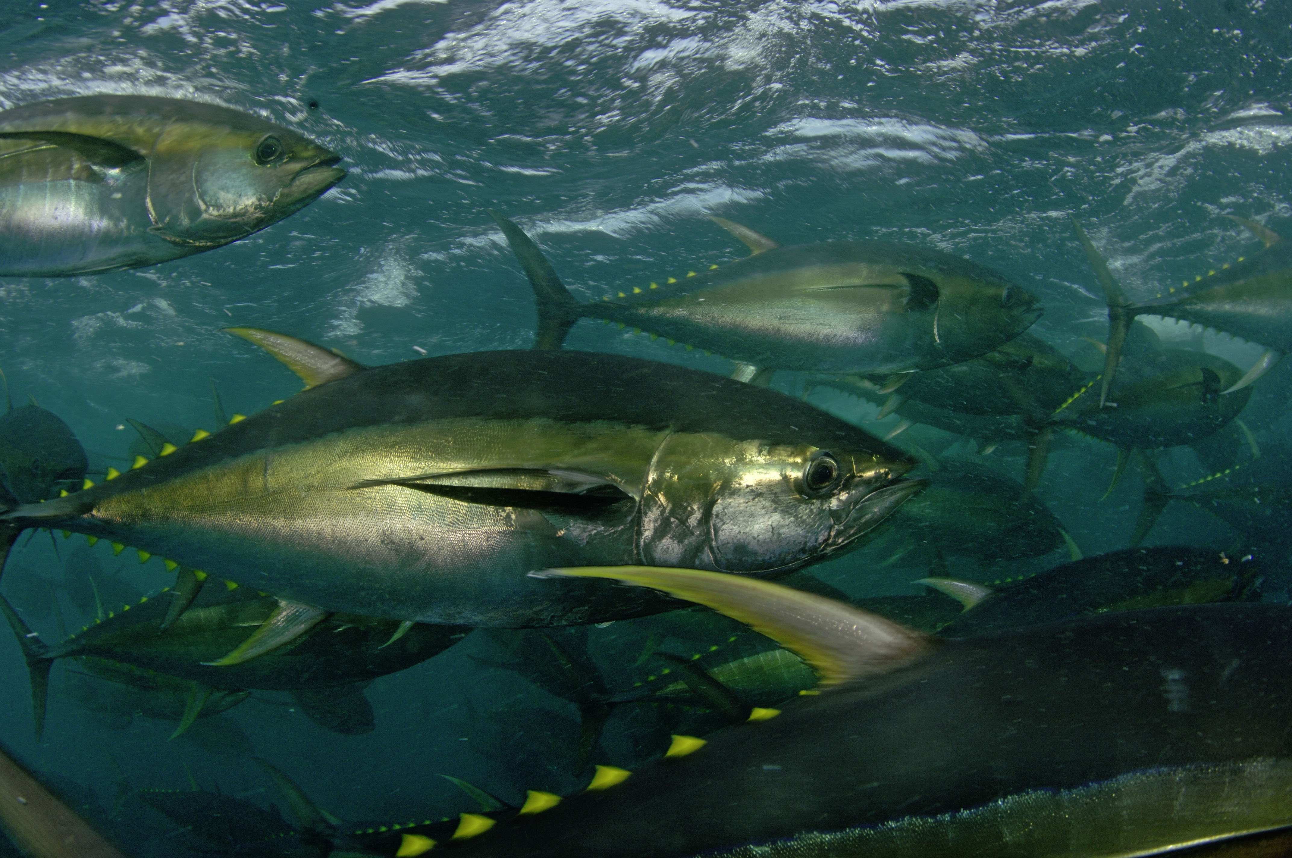 WWF position for the 24th session of the Indian Ocean Tuna Commission