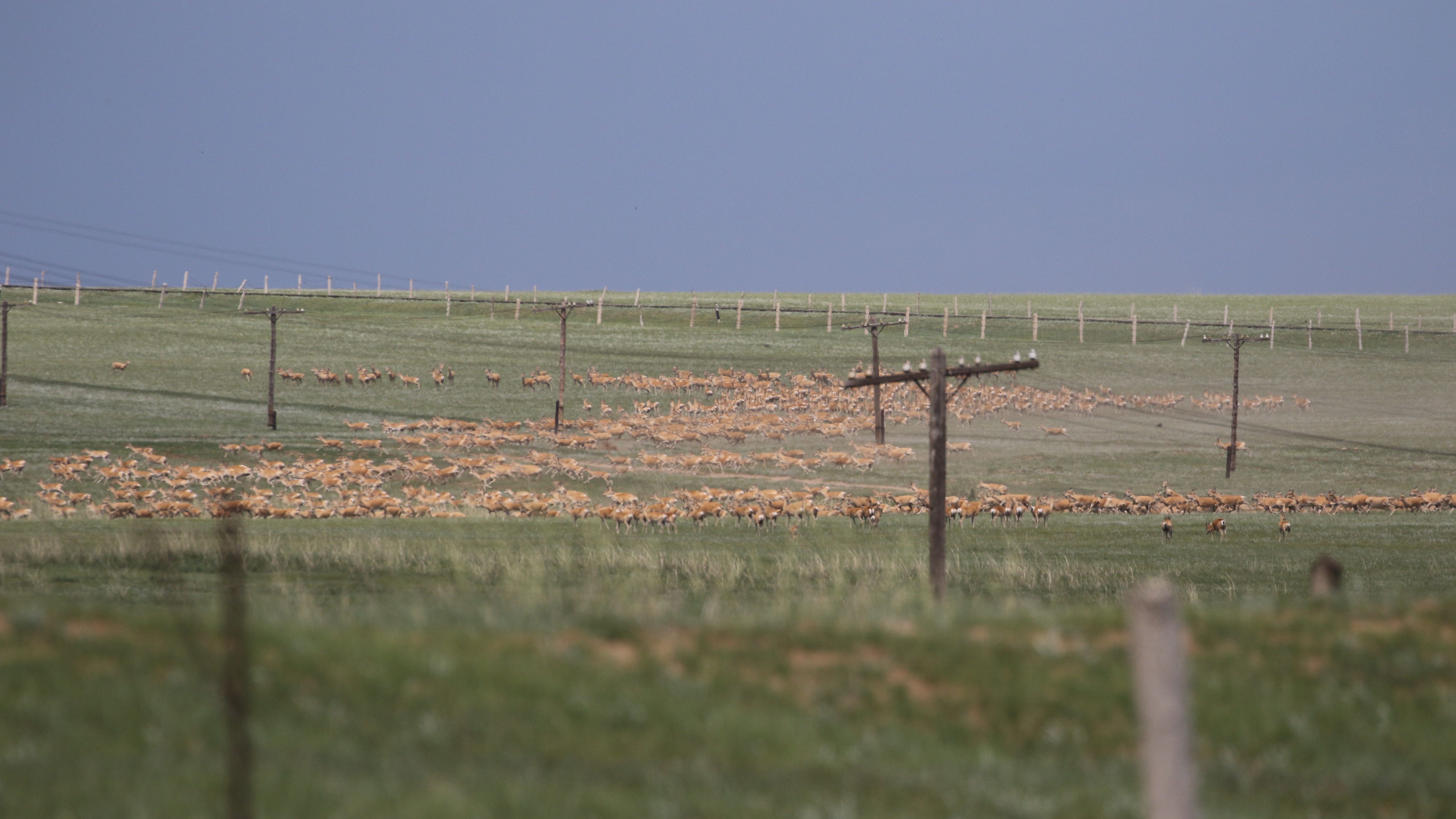 Зэрлэг амьтдын амийг аврах стандарт | WWF