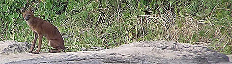 A lone dhole photographed next to a river in eastern Cambodia rel=