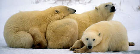 Polar Bears, female with cubs. Churchill, Manitoba Canada. rel=