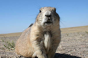 Prairie dogs are the main prey for black-footed ferrets. 
© WWF-US / Tom Lalley